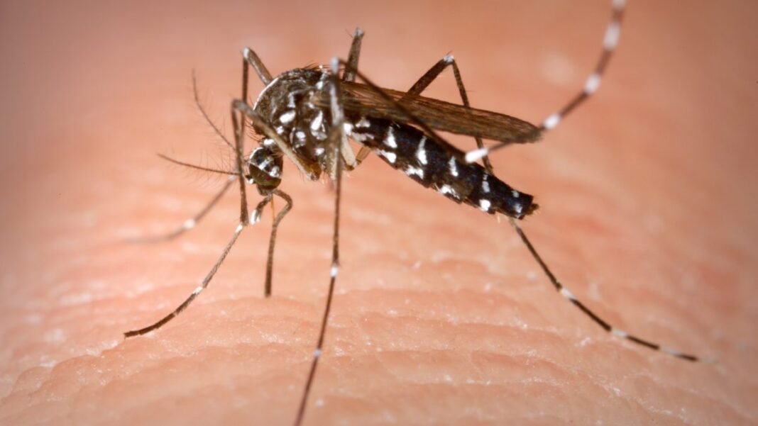 Get-rid-of-mosquito-1-1200x675