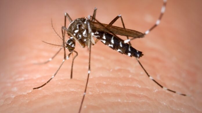 Get-rid-of-mosquito-1-1200x675